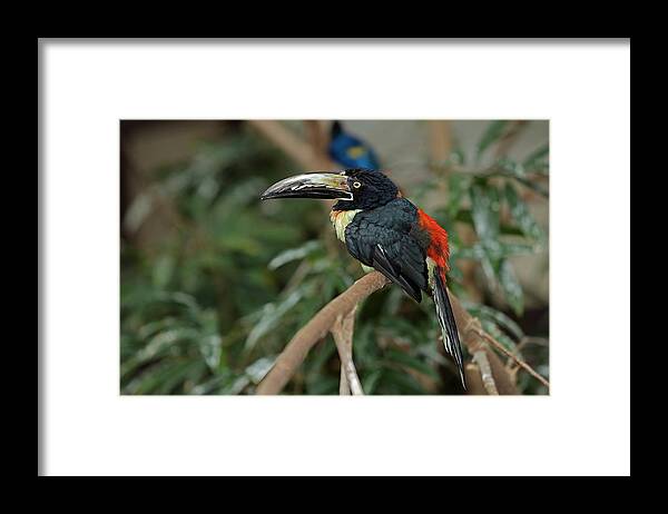 Collared Aracari Framed Print featuring the photograph Collared Aracari by JT Lewis