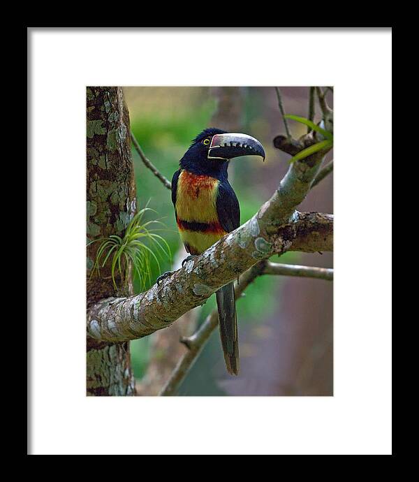 Collared Aracari Framed Print featuring the photograph Collared Aracari by Larry Linton
