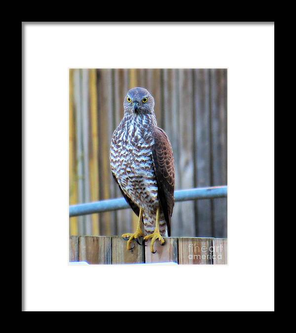 Accipiter Cirrocephalus Framed Print featuring the photograph Collared Sparrowhawk by Evie Hanlon