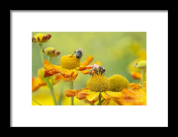 Honey Bee Framed Print featuring the photograph Collecting Nectar by Tim Gainey