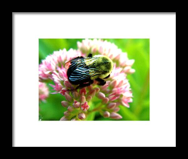 Bee Framed Print featuring the photograph Collecting Pollen 2 by Scott Hovind