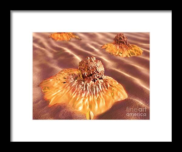 Cancer Framed Print featuring the photograph Colon Cancer Cells, Illustration by Spencer Sutton