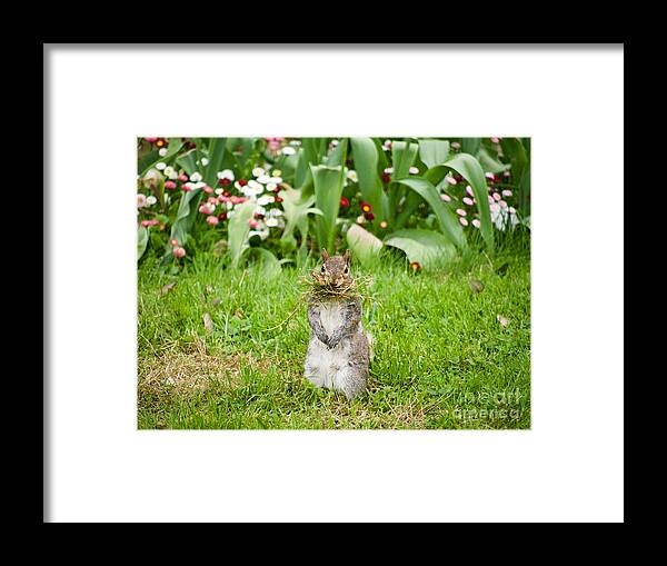 Sciurus Carolinensis Framed Print featuring the photograph Colonial Squirrel in the Springtime by Rachel Morrison