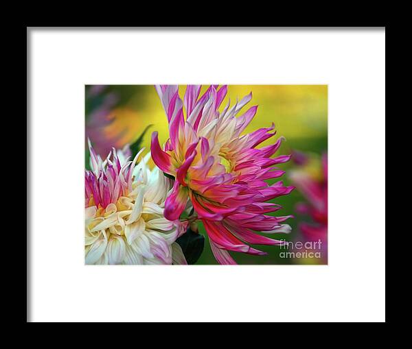 Dahlia Framed Print featuring the photograph Color Burst by Patricia Strand