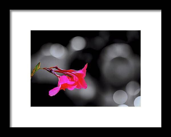 Flower Framed Print featuring the photograph Color by Fuchsia by Joseph Hollingsworth
