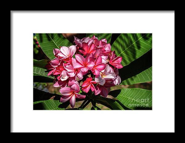 Michelle Meenawong Framed Print featuring the photograph Color Explosion by Michelle Meenawong