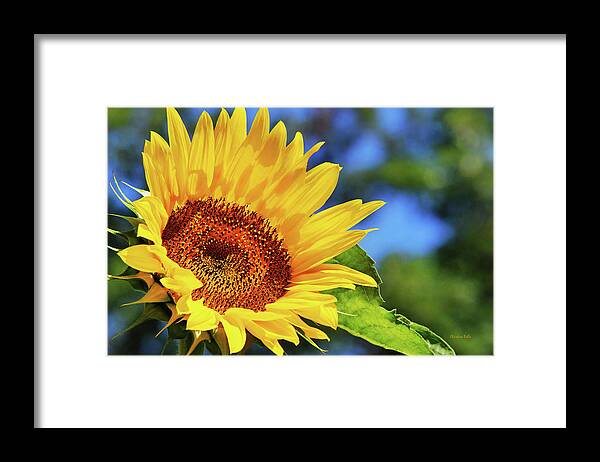 Sunflower Framed Print featuring the photograph Color Me Happy Sunflower by Christina Rollo