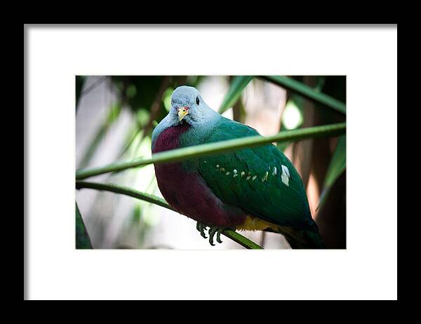 Wild Birds Framed Print featuring the photograph Color me Plump by Aaron Potts