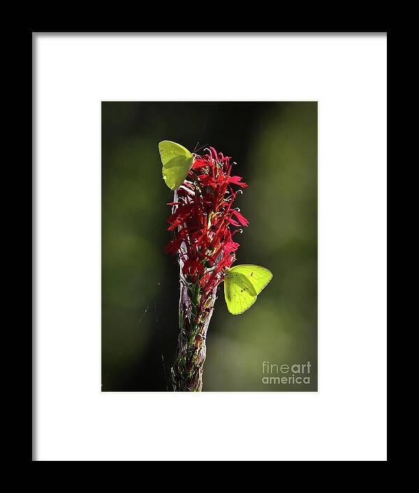 Citico Framed Print featuring the photograph Color on Citico by Douglas Stucky