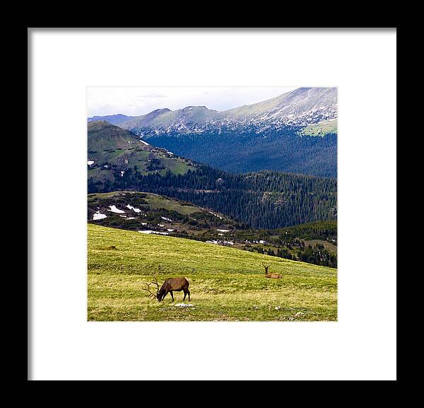 Americana Framed Print featuring the photograph Colorado Elk by Marilyn Hunt