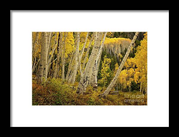 Fall Framed Print featuring the photograph Colorado Fall Aspen Grove by Ronda Kimbrow