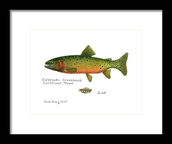 Fish Framed Print featuring the drawing Colorado Greenback Cutthroat Trout by Daniel Lindvig