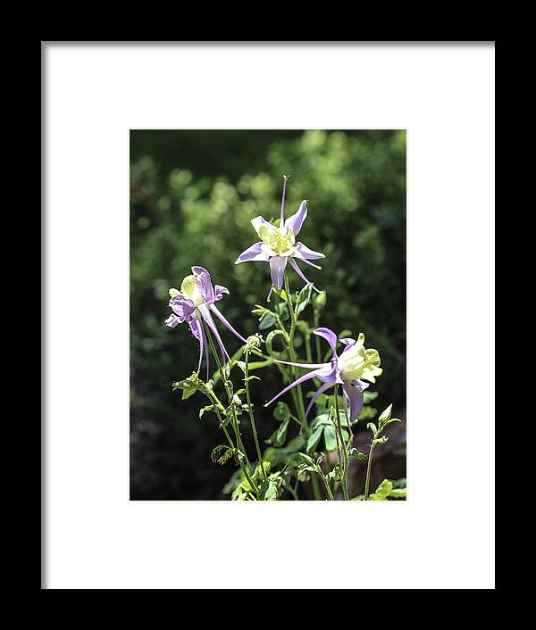 Columbine Framed Print featuring the photograph Colorado State Flower by Lorraine Baum
