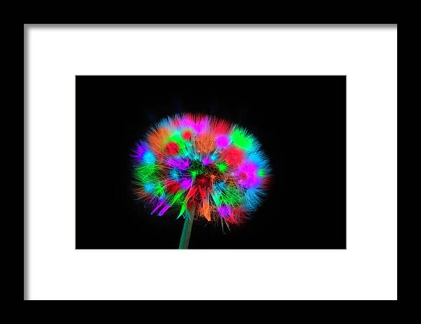 Dandelion Framed Print featuring the photograph Colored Dandelion by Wolfgang Stocker
