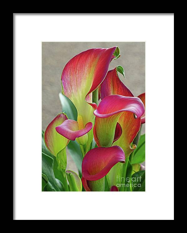 Calla Lilly Framed Print featuring the photograph Colorful Calla Lillies by Larry Nieland