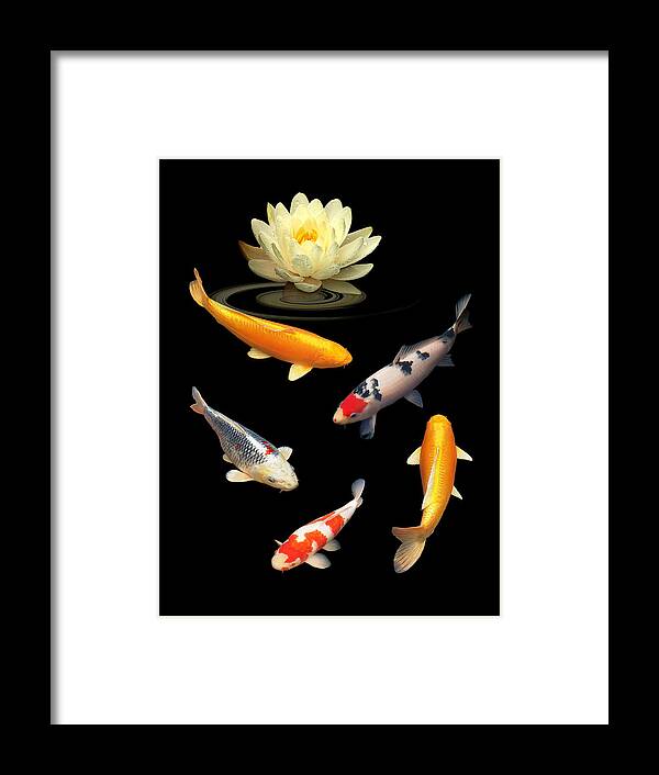 Fish Framed Print featuring the photograph Colorful Dreams by Gill Billington