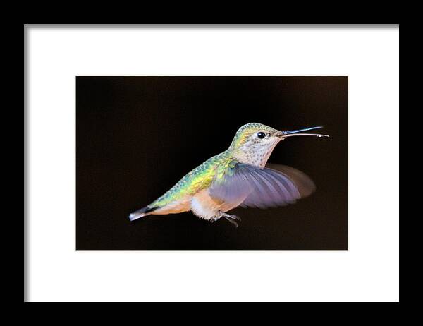 Hummingbird Framed Print featuring the photograph Colorful Hummingbird by Dorothy Cunningham