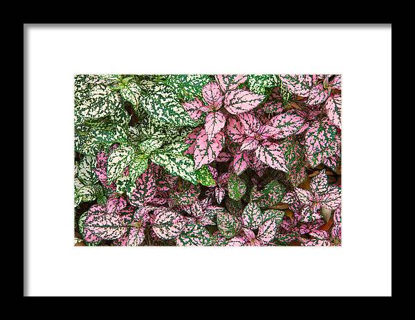 Leafy Framed Print featuring the photograph Colorful Leafy Ground Cover by Ram Vasudev