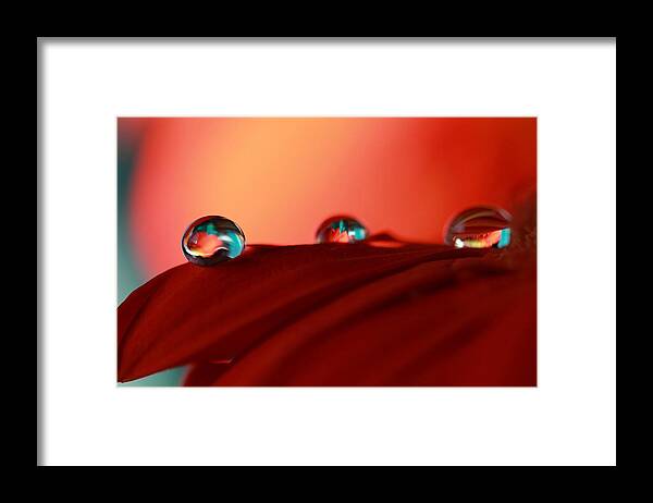 Macro Framed Print featuring the photograph Colorful Macro Water Drops by Angela Murdock