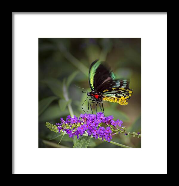  Animal Framed Print featuring the photograph Colorful Northern Butterfly by Penny Lisowski