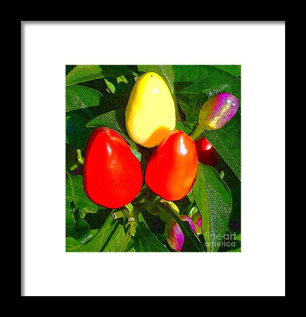Pepper Framed Print featuring the photograph Colorful Pepper Plant by Barbie Corbett-Newmin