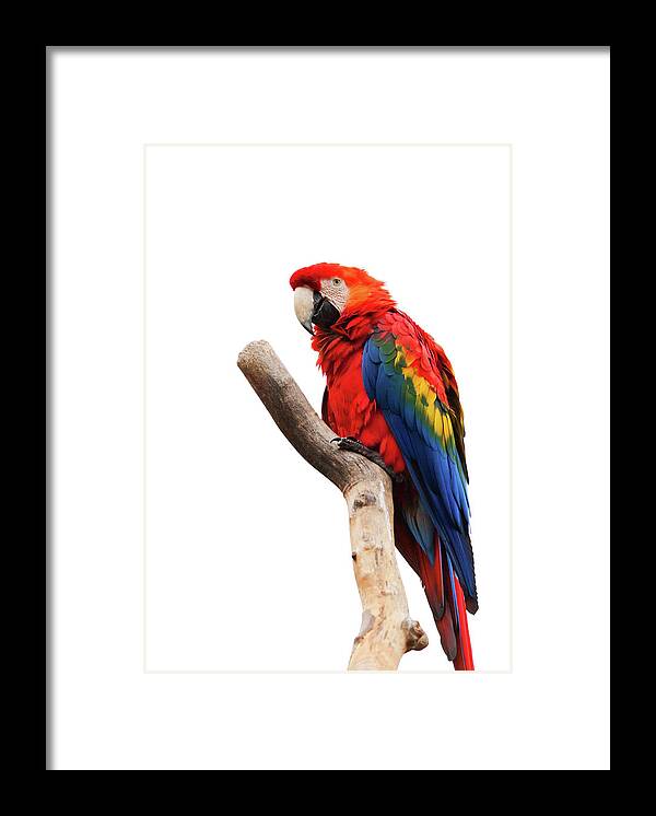 Parrot Framed Print featuring the photograph Colorful Portrait of Scarlet Macaw - Ara Macao Art by Wall Art Prints
