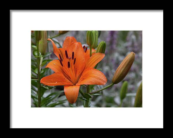 Photograph Framed Print featuring the photograph Colorful Raindrops by Suzanne Gaff