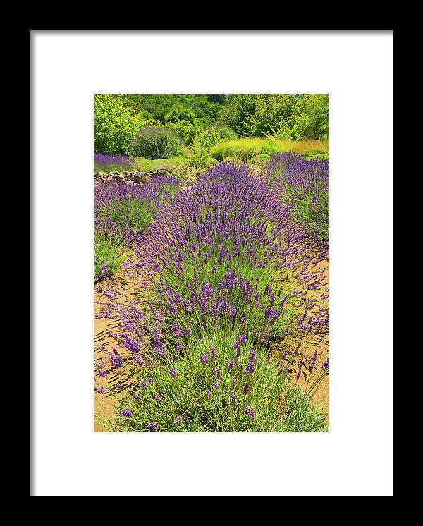 Lavender Framed Print featuring the photograph Colorful Symmetry by Weir Here And There