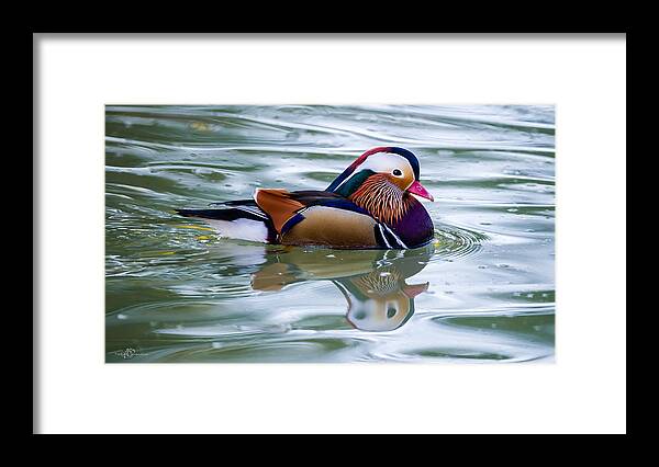 Colorful Framed Print featuring the photograph Colorful by Torbjorn Swenelius