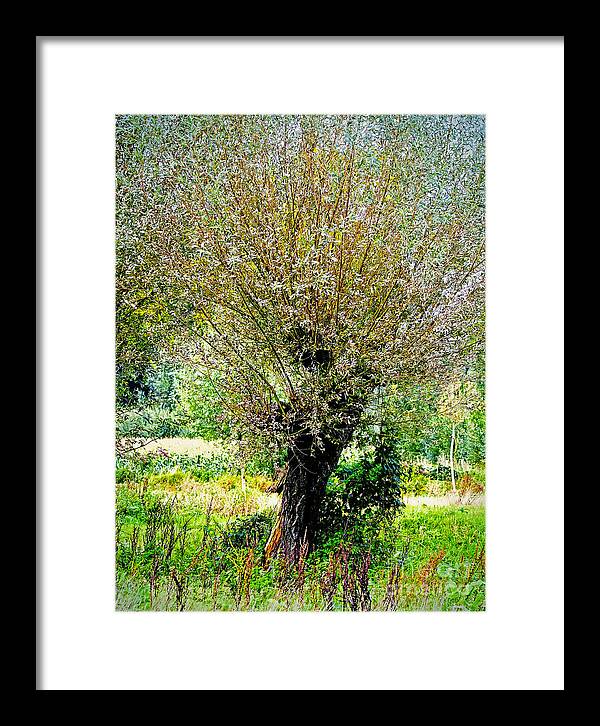 Tree Framed Print featuring the photograph Colorful tree by Nick Biemans