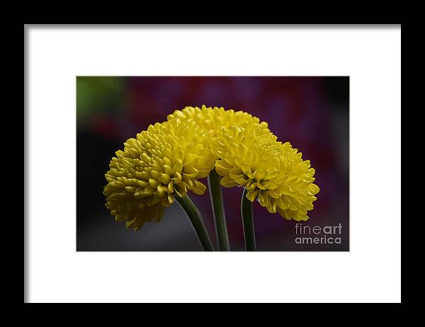 Flower Framed Print featuring the photograph Colorful triplet by Robert WK Clark