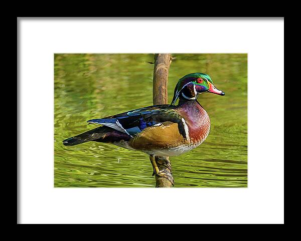 Woodduck Framed Print featuring the photograph Colorful Wood Duck by Jerry Cahill