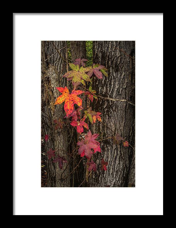 Fall Framed Print featuring the photograph Colors Of Fall by Randall Evans