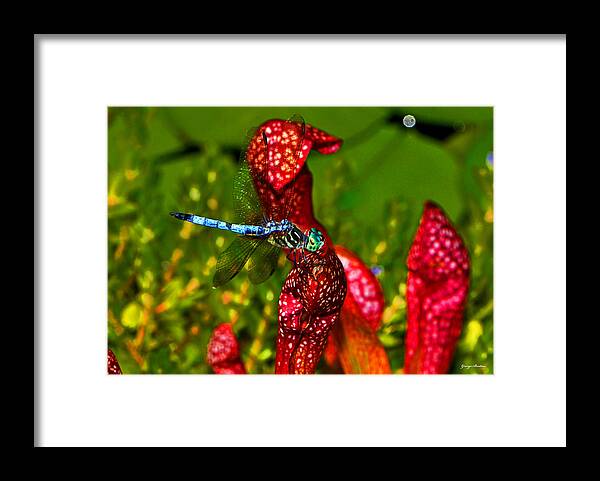 Pitcher Plant Framed Print featuring the photograph Colors Of Nature - Profile Of A Dragonfly 003 by George Bostian