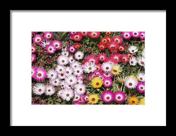 Flower Framed Print featuring the photograph Colors of spring by Masami Iida