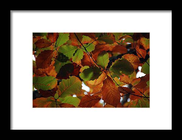 Colour Framed Print featuring the photograph Colours of Fall II by Robert Meanor