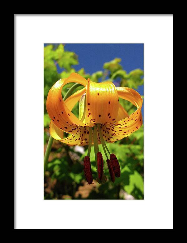 Columbia Lily Framed Print featuring the photograph Columbia Lily by Laurie Ward