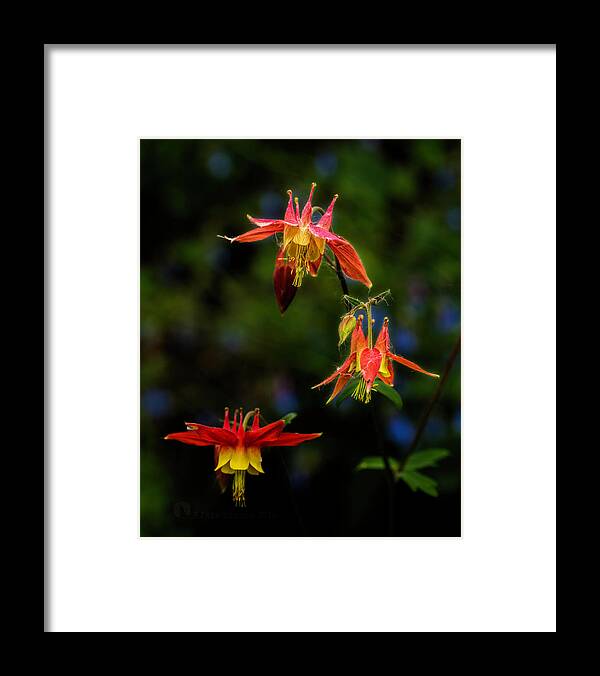 Wildflower Framed Print featuring the photograph Columbine by Fred Denner