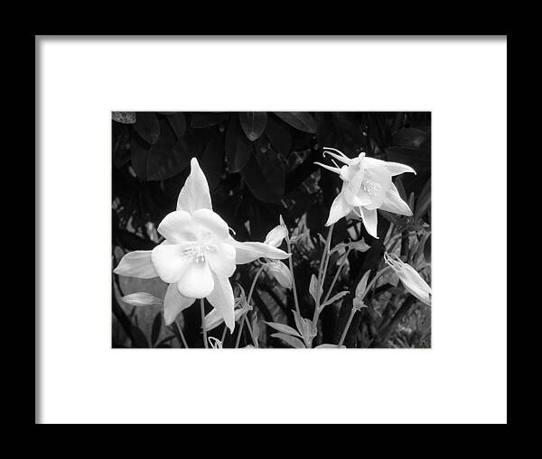 Columbine. Crops Framed Print featuring the photograph Columbine by Heather L Wright