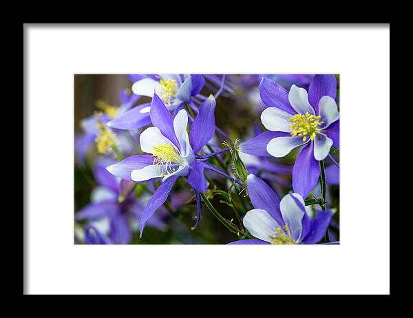 Colorado Framed Print featuring the photograph Columbines by Teri Virbickis