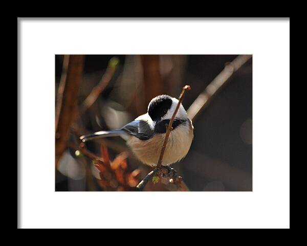 Bird Framed Print featuring the photograph Come Fly With Me by Lori Tambakis