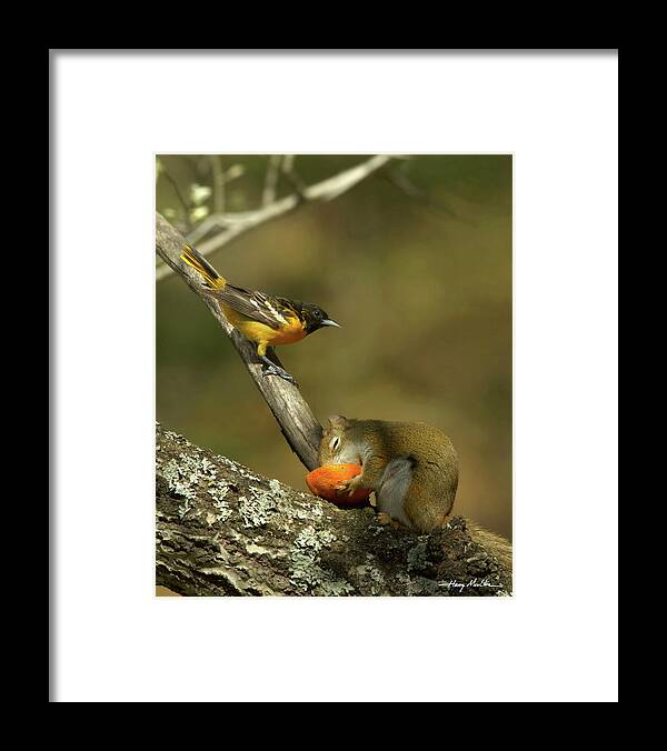 Birds Framed Print featuring the photograph Come-on Man by Harry Moulton