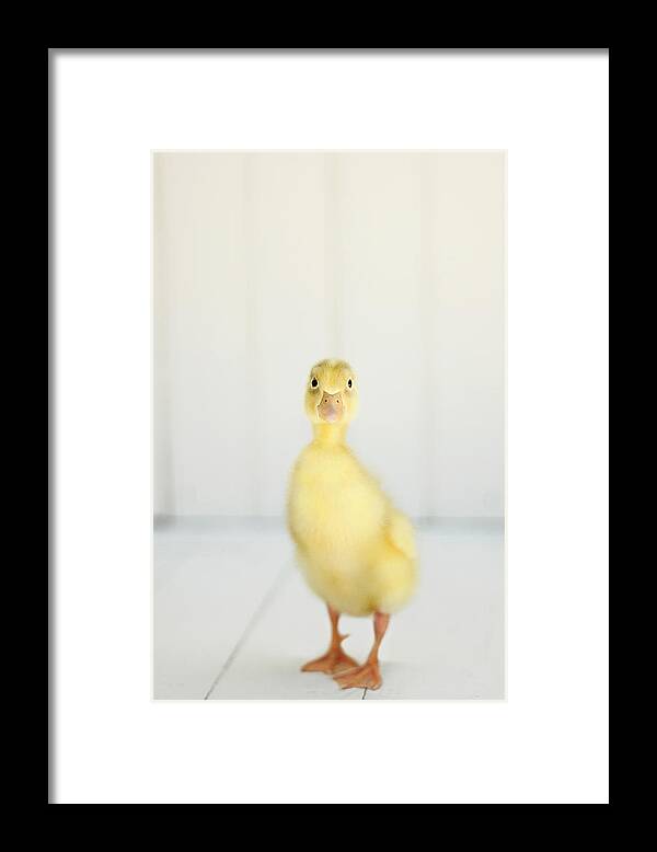Duck Framed Print featuring the photograph Come Play With Me by Amy Tyler