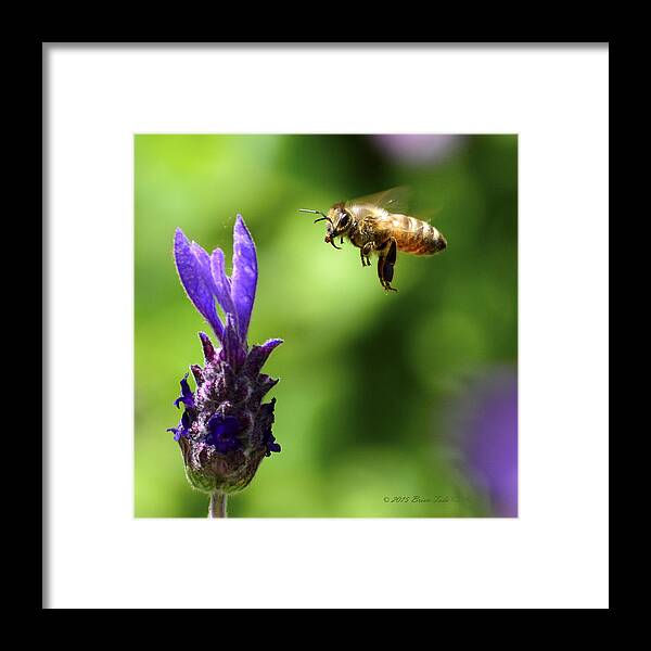 Honeybee Framed Print featuring the photograph Coming In For A Landing by Brian Tada