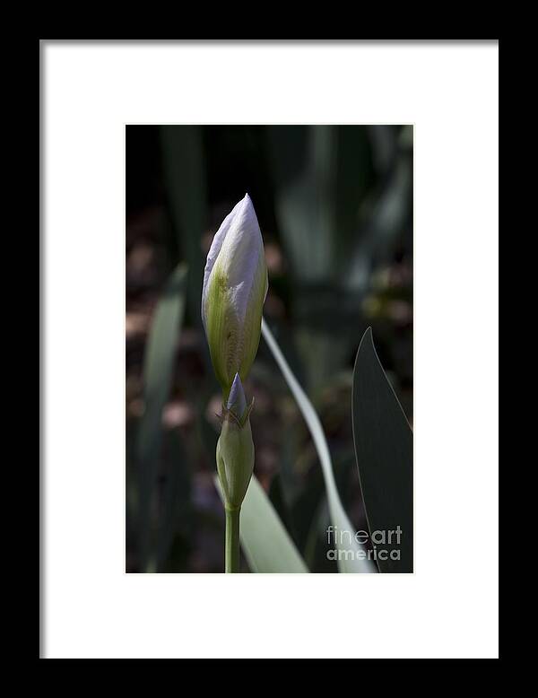 Arizona Framed Print featuring the photograph Coming by Kathy McClure