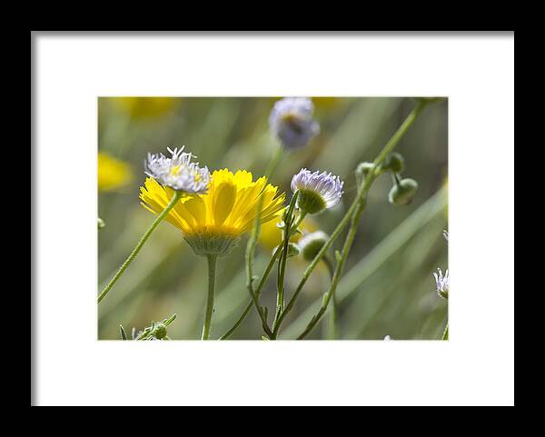Spring Framed Print featuring the photograph Coming up Daisies by Sue Cullumber