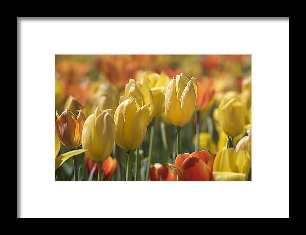 Tulipa Framed Print featuring the photograph Coming up Tulips by Jeanne May
