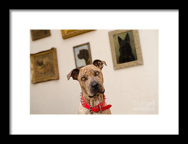 Pet Angel Photography Framed Print featuring the photograph Commodor by Irina ArchAngelSkaya