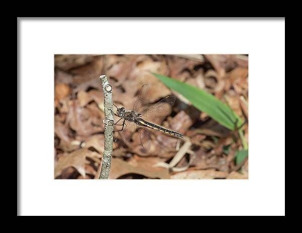 Ronnie Maum Framed Print featuring the photograph Common Baskettail by Ronnie Maum