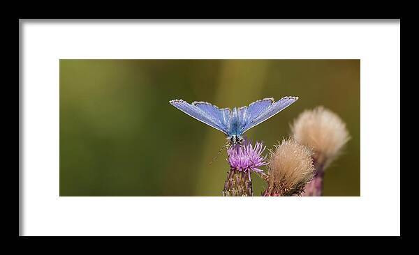 Nature Framed Print featuring the photograph Common Blue Butterfly by Wendy Cooper